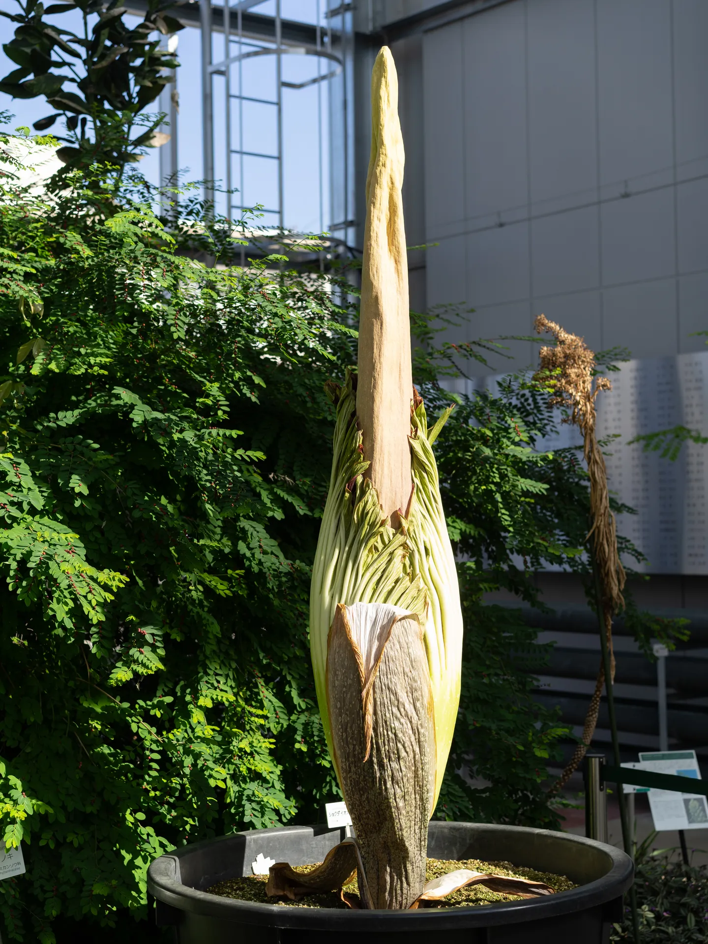 ショクダイオオコンニャク