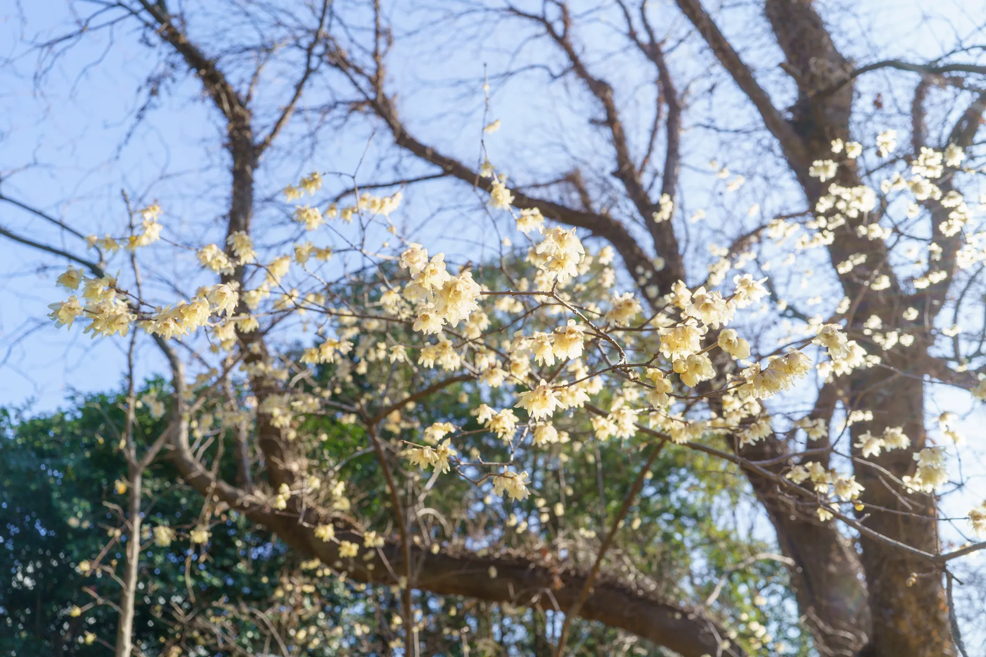 蝋梅。花が下向きについている