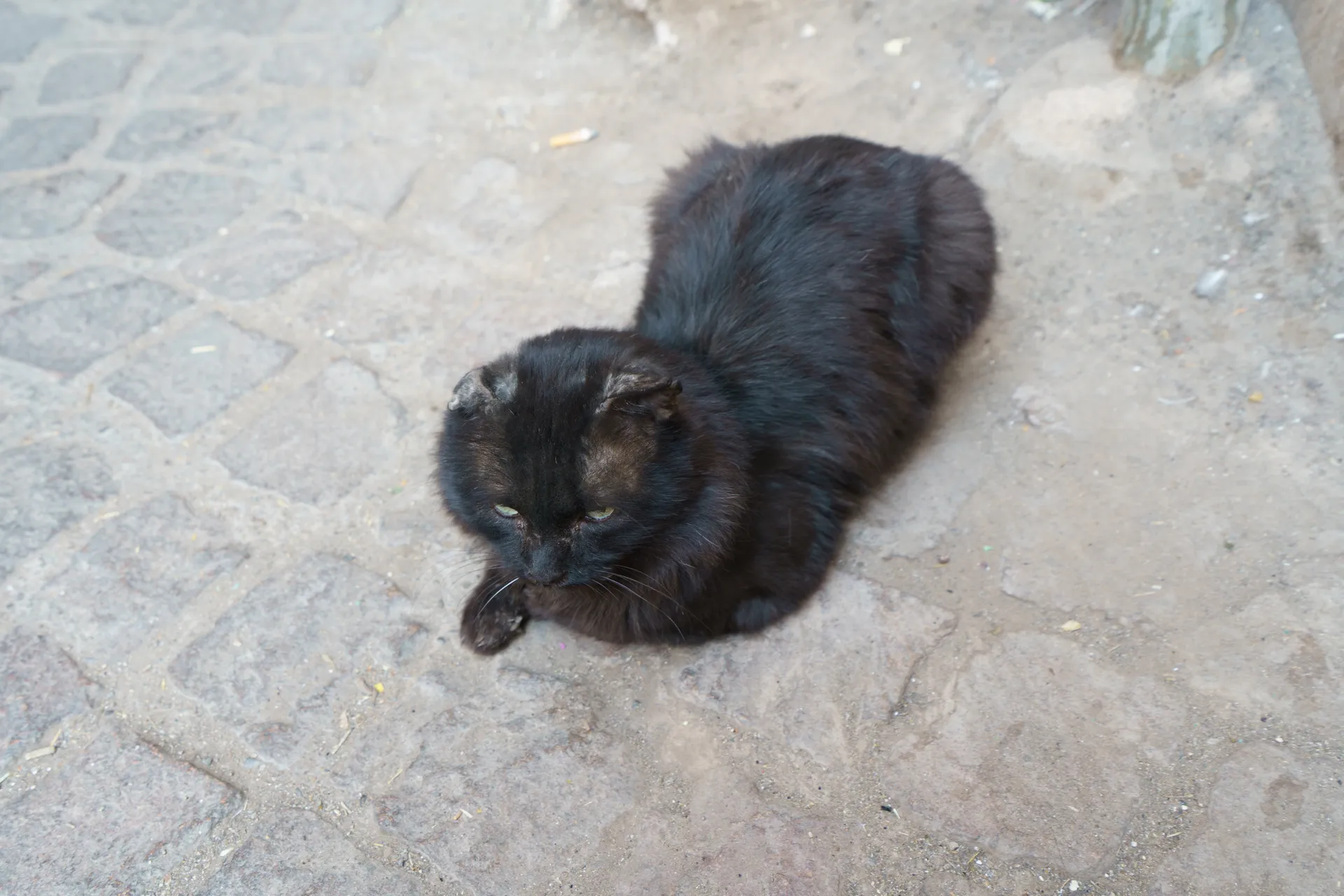 猫その1