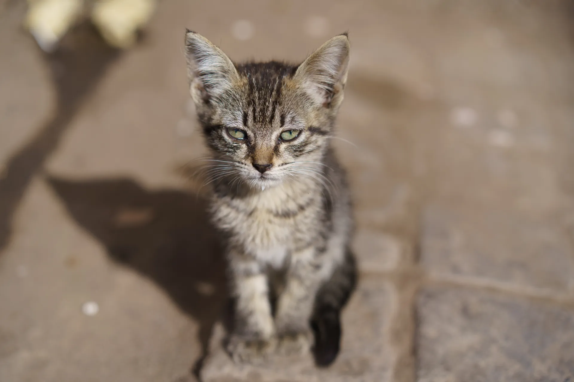 今日も猫