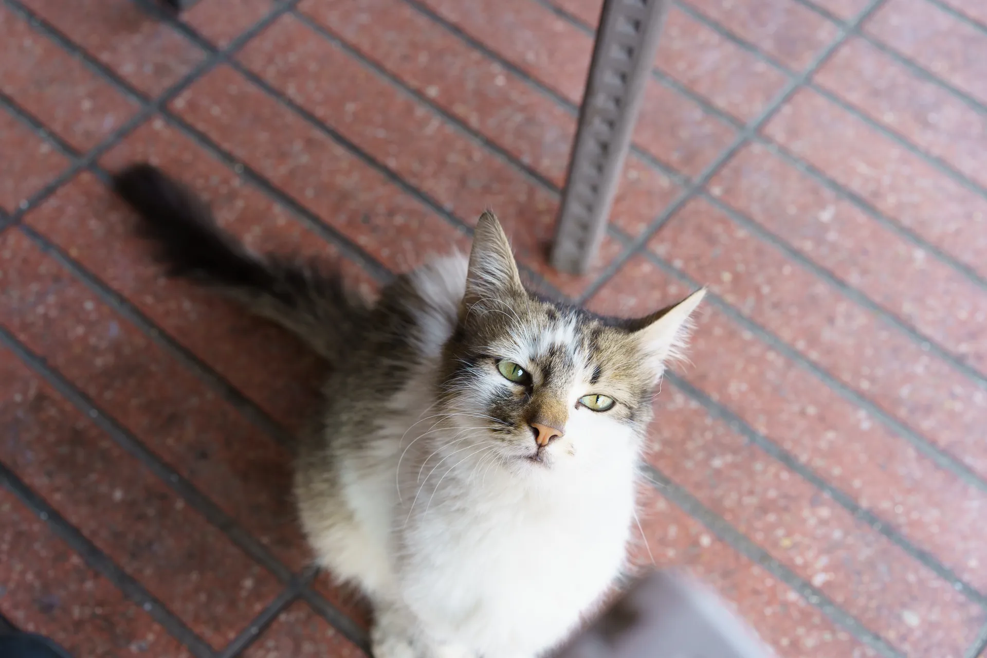 人懐っこい猫。狂犬病が怖い