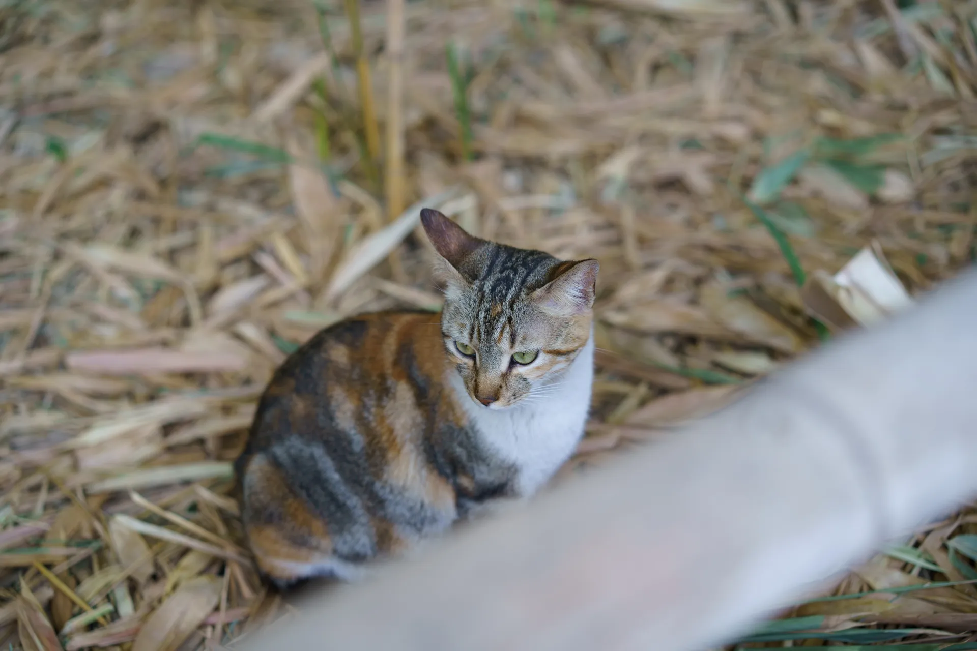 ここにも猫