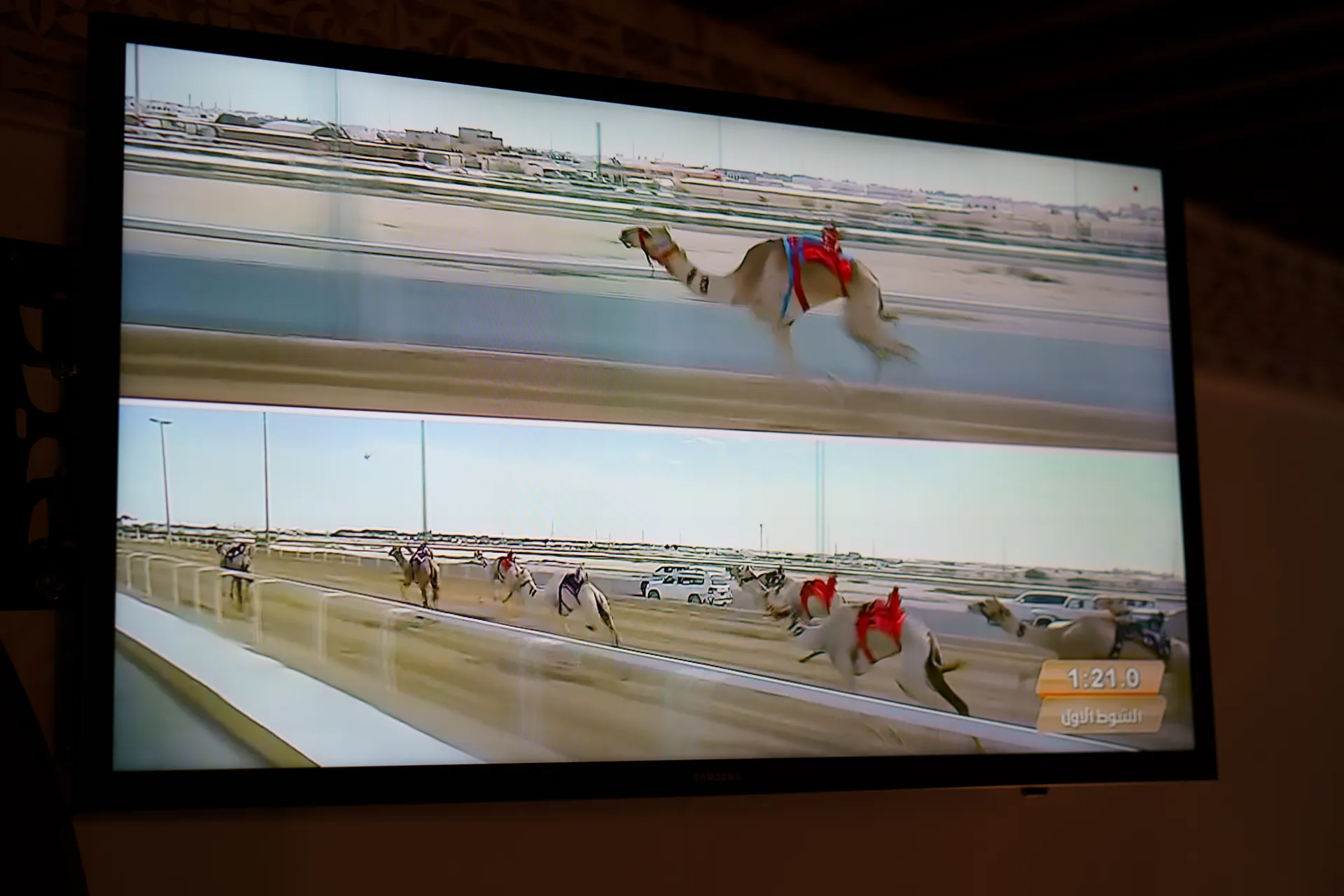 テレビをつけたら、ラクダレースを放送していた！ モロッコのテレビ局ではないかも