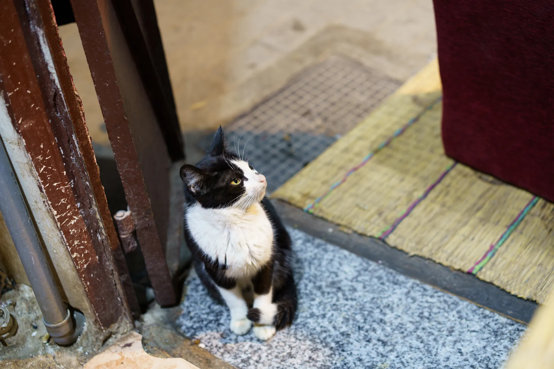ここにも猫
