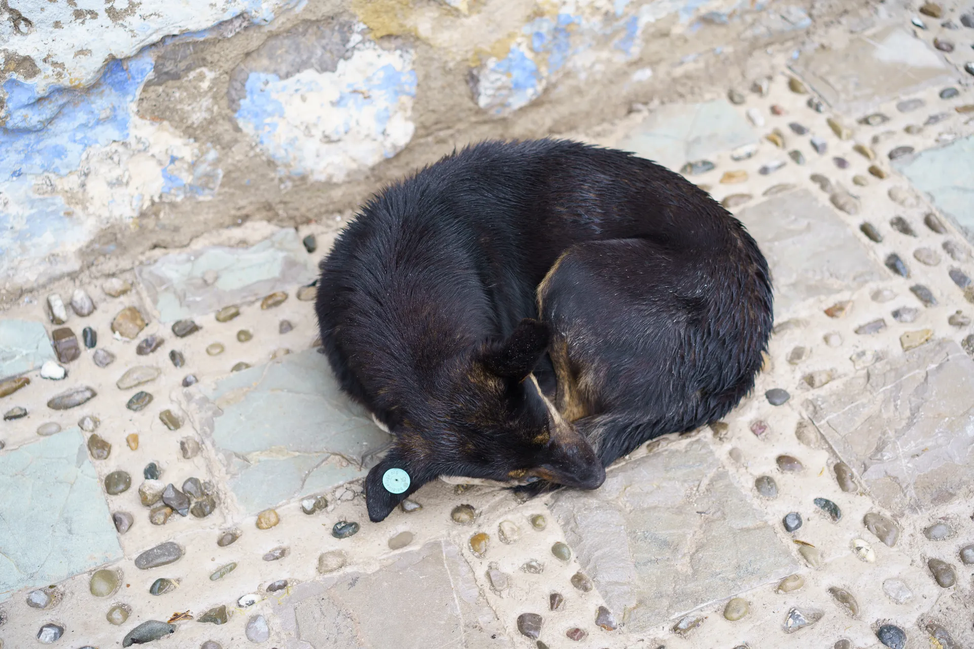 犬もいた。耳にタグが付いている