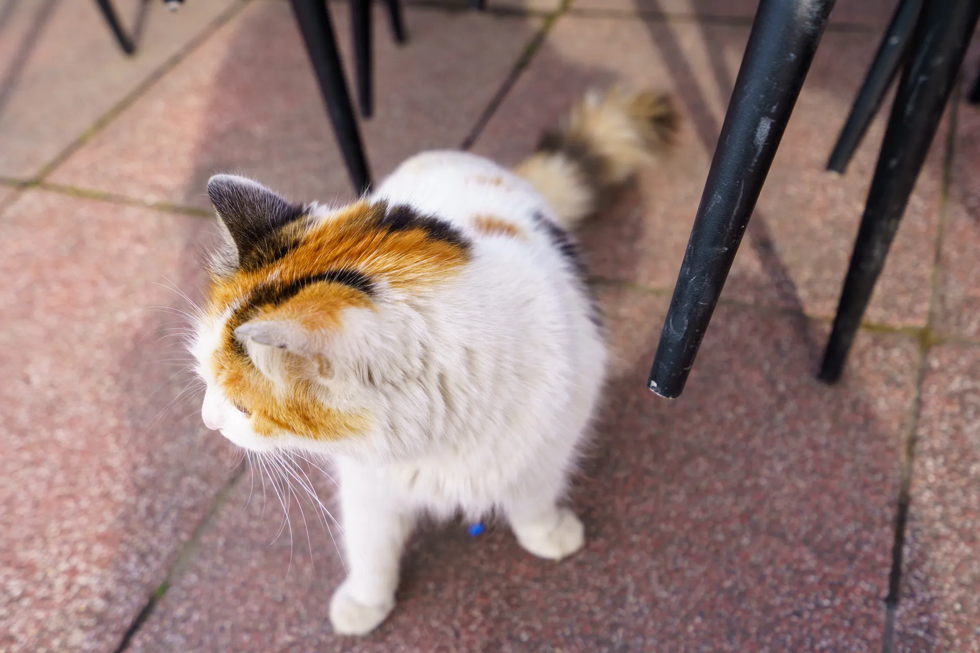 トルコにも猫が多い