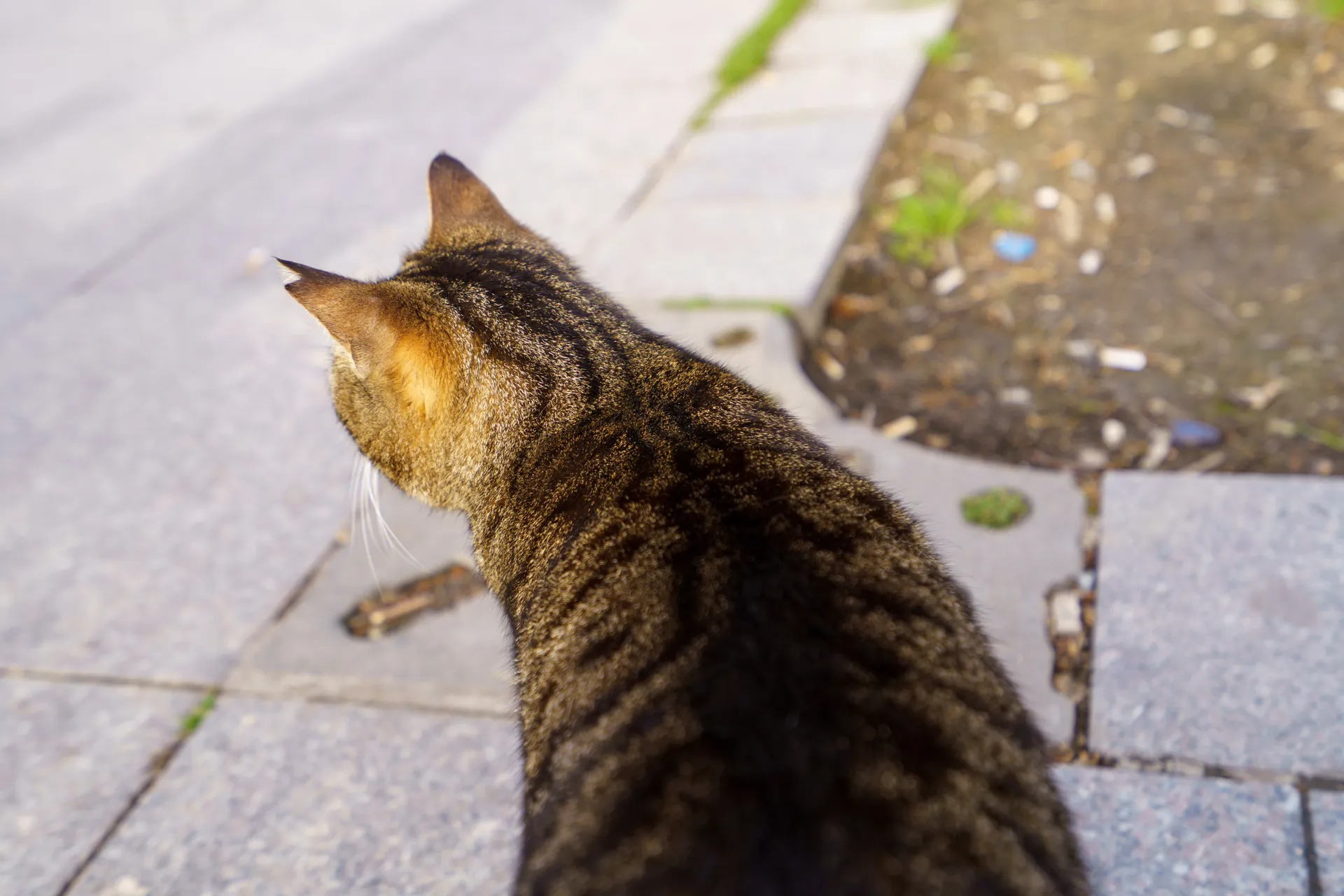 耳に切れ目がある