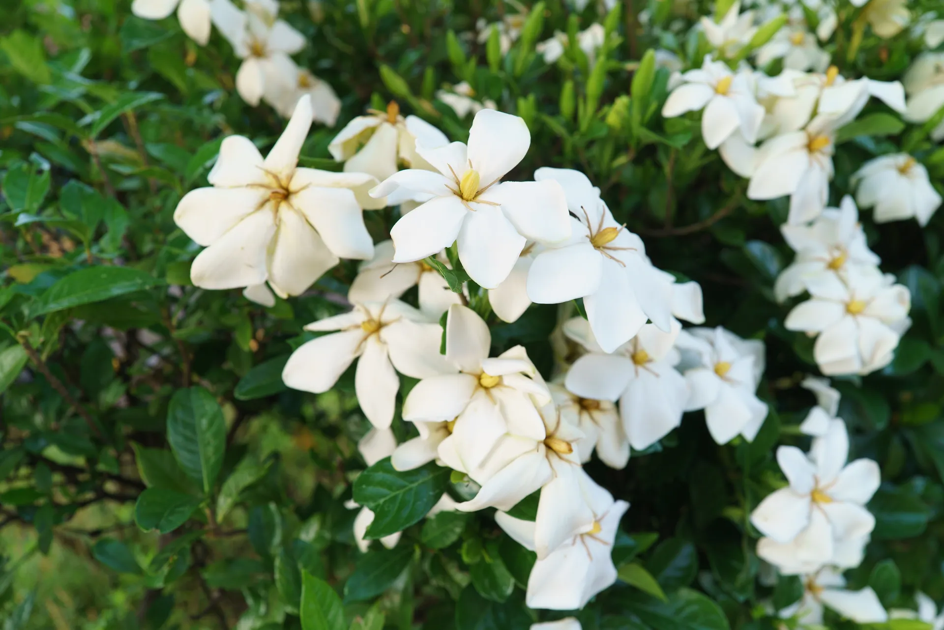 近所の花。いい香り