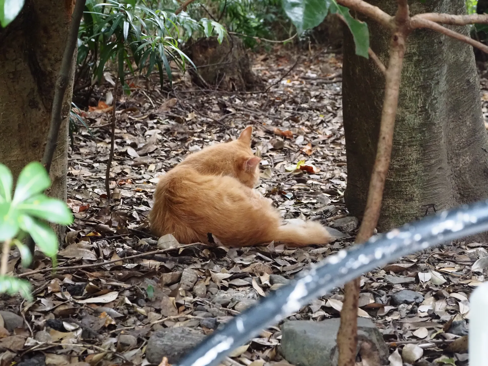猫がいた